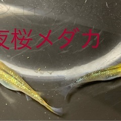 １３匹５００円　夜桜メダカ　めだか　稚魚の画像