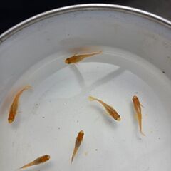 【再投稿】メダカ卵（東天光）