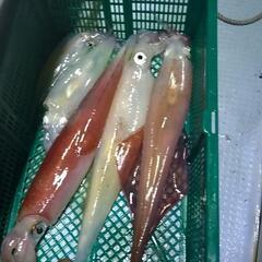 白イカ釣り仲間募集！！(主に平日)
