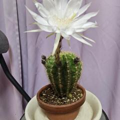 盆栽、植木、サボテン