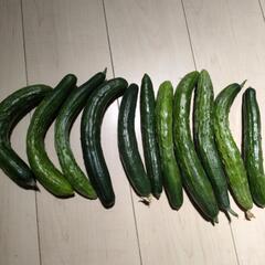 きゅうり11本300円の画像