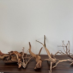 アクアリウム　流木　取引決定の画像