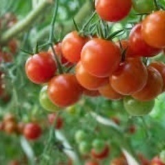 ミニトマトかナスの苗をお安く譲って下さる方、もしくは物々交…