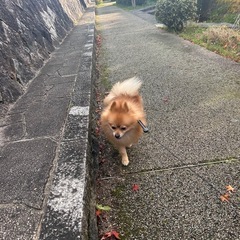 4歳 男の子 ポメラニアン