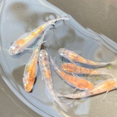 三色メダカ⭐︎7匹
