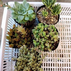 寄植え用　多肉セット