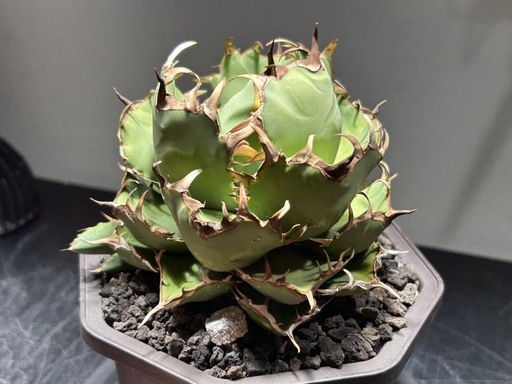 アガベ　黒鯨　親株出品