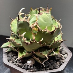 アガベ 黒鯨 親株出品