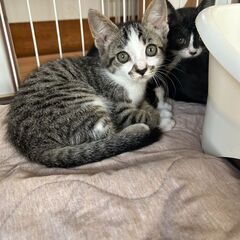 人懐っこいキジ白 子猫!生後1ヵ月　女の子