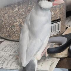 シルバー文鳥　オス　お約束済み