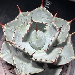 アガベ　ドラゴントゥース　親株の画像