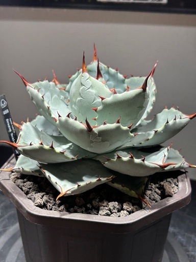 アガベ　ドラゴントゥース　親株