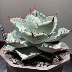 アガベ　ドラゴントゥース　親株