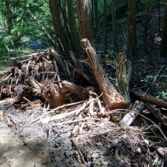 昨年の大雨で、倒れた雑木の画像