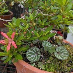 さつき根上盆栽の画像