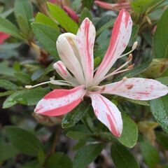 さつき根上盆栽の画像