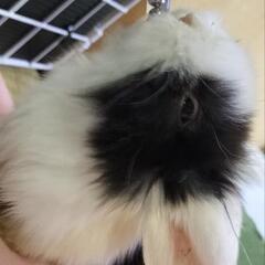 ホーランドロップ子うさぎ