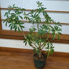 シェフレラ　観葉植物