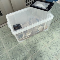 ニッーソー飼育カゴと自作飼育ボックス