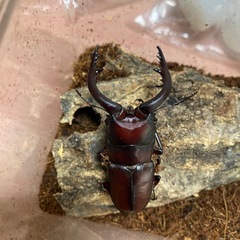 白井市産天然ノコギリクワガタの画像