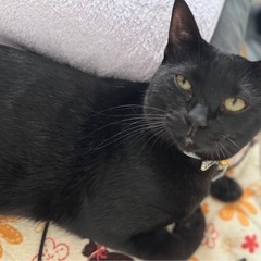 1歳オス猫