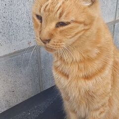 保護した猫が、赤ちゃんをつれてきました😾ちゅーる等ウェット…