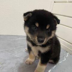 黒の豆柴