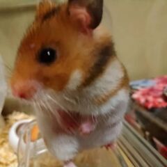 ゴールデンハムスター