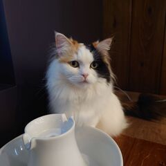 ねこのひと