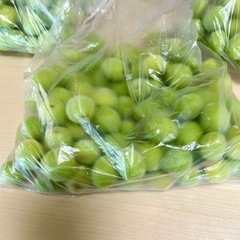 青梅　2kg    無農薬　6/18収穫　C の画像