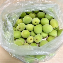 青梅　2kg    無農薬　6/18収穫　C の画像