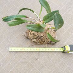 コルク付け カトレア 養生 活着植物　ガーデニング 観葉植物の画像