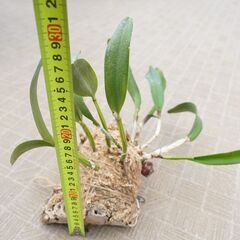 コルク付け カトレア 養生 活着植物　ガーデニング 観葉植物の画像
