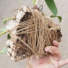 コルク付け カトレア 養生 活着植物　ガーデニング 観葉植物の画像