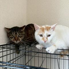 保護猫