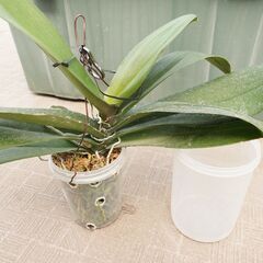 コチョウラン 胡蝶蘭 吊るし 専用プラケース付き 1 観葉植物 ...