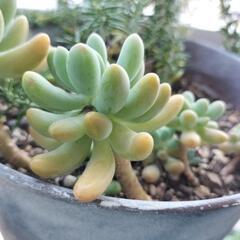 多肉植物セダムの画像