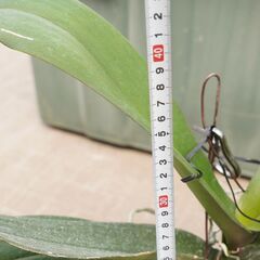コチョウラン 胡蝶蘭 吊るし 専用プラケース付き 1 観葉植物 ガーデニングの画像