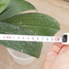コチョウラン 胡蝶蘭 吊るし 専用プラケース付き 1 観葉植物 ガーデニングの画像