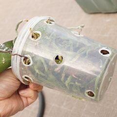 コチョウラン 胡蝶蘭 吊るし 専用プラケース付き 1 観葉植物 ガーデニングの画像