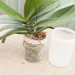 コチョウラン 胡蝶蘭 吊るし 専用プラケース付き 2 観葉植物 ...