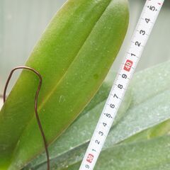 コチョウラン 胡蝶蘭 吊るし 専用プラケース付き 2 観葉植物 ガーデニングの画像