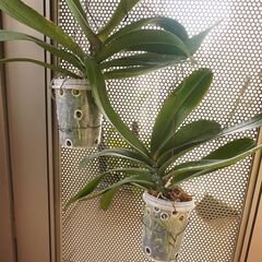 コチョウラン 胡蝶蘭 吊るし 専用プラケース付き 2 観葉植物 ガーデニングの画像