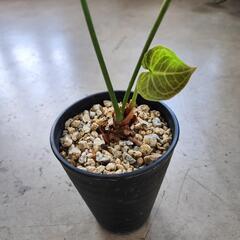 【処分物】アンスリウム・クリスタリナムの画像