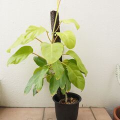 商談中　 フィロデンドロン　レモンライム　のぼり棒付き 観葉植物...