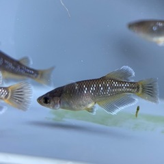 【メダカ屋　恵作めだか】　フロマージュ　色素強　写真は現物　ラン...