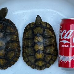 ニホンイシガメ天然捕獲個体メス２匹セット