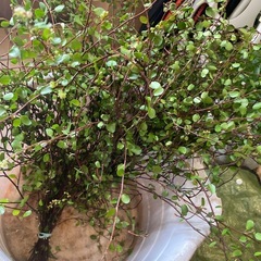 ワイヤープランツ　植物　リース作り　スワッグ作りなどに　