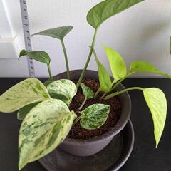 【本日限り】ポトス 寄せ植え 3種 セット レア マーブル ライム グリーンの画像