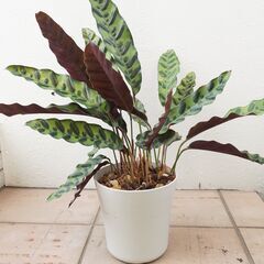 中株 カラテア ランキフォリア インシグニス 1 観葉植物 ガー...